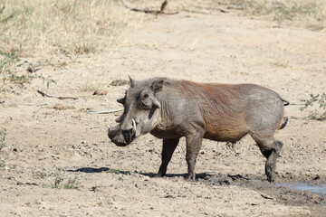 Warzenschwein / Warthog / Phacochoerus africanus