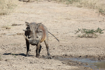 Fototapeta premium Warzenschwein / Warthog / Phacochoerus africanus