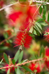 Flor roja del cepillo, Callistemon citrinus, Limpiatubos, Escobillón rojo