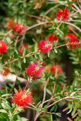 Flor roja del cepillo, Callistemon citrinus, Limpiatubos, Escobillón rojo