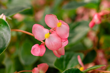 Obraz premium Flor de azucar fotografia macro