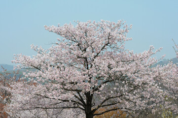 대한민국 인천대공원의 아름다운 벚꽃,복숭아꽃