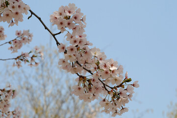 대한민국 인천대공원의 아름다운 벚꽃,복숭아꽃