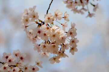대한민국 인천대공원의 아름다운 벚꽃,복숭아꽃