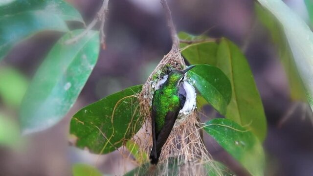 Cuban emerald hummingbird feeding fledglings in the nest