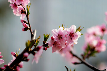 Fototapeta na wymiar 대한민국 인천대공원의 아름다운 벚꽃,복숭아꽃