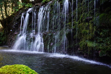 Fototapeta premium 箱根千条の滝