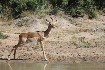 Schwarzfersenantilope / Impala / Aepyceros melampus