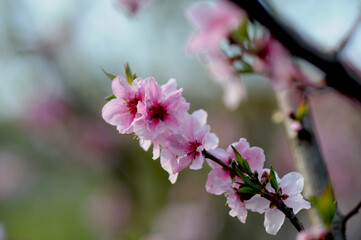 대한민국 인천대공원의 아름다운 벚꽃,복숭아꽃