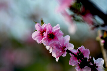 대한민국 인천대공원의 아름다운 벚꽃,복숭아꽃