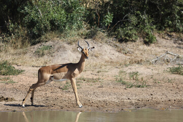 Schwarzfersenantilope / Impala / Aepyceros melampus
