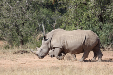 Naklejka premium Breitmaulnashorn / Square-lipped rhinoceros / Ceratotherium Simum