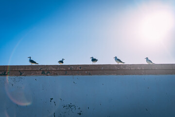 Seagulls sitting on a wall in Essaouira port