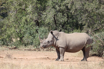 Fototapeta premium Breitmaulnashorn / Square-lipped rhinoceros / Ceratotherium Simum