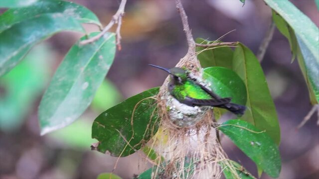 Cuban emerald hummingbird in the nest