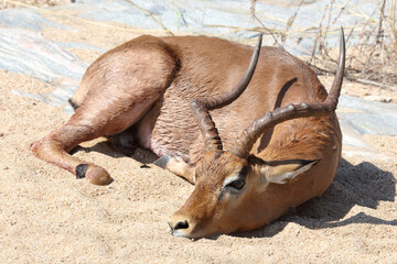 Schwarzfersenantilope / Impala / Aepyceros melampus.
