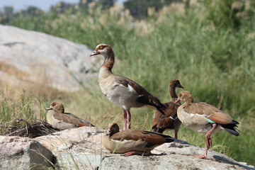 Nilgans / Egyptian Goose / Alopochen aegyptiacus..