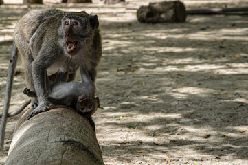 Angry Monkey 