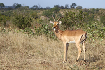Naklejka premium Schwarzfersenantilope / Impala / Aepyceros melampus