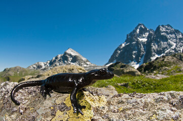 Lanza salamander (Salamandra lanzaii) with Monviso in the background, Italy.