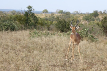 Schwarzfersenantilope / Impala / Aepyceros melampus