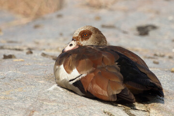Nilgans / Egyptian Goose / Alopochen aegyptiacus..