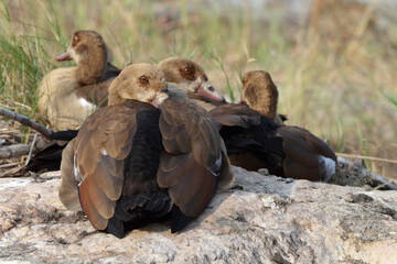 Nilgans / Egyptian Goose / Alopochen aegyptiacus..