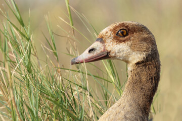 Nilgans / Egyptian Goose / Alopochen aegyptiacus..