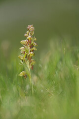 Frog orchid (Coeloglossum viride) at Cotian Alps, Italy.