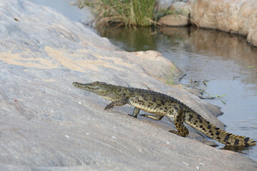 Nilkrokodil / Nile Crocodile / Crocodylus Niloticus