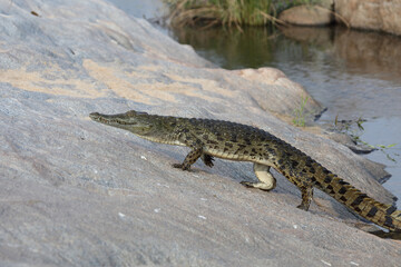 Nilkrokodil / Nile Crocodile / Crocodylus Niloticus