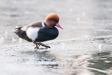 Red-crested porchard (Netta rufina) male.