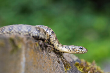 Viperine water snake (Natrix maura)