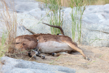 Schwarzfersenantilope / Impala / Aepyceros melampus.