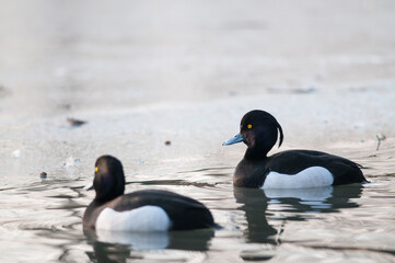Tufted duck (Aythya fuligula) male.