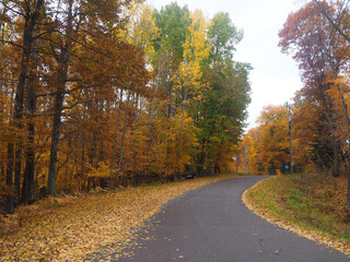Country Road During Fall