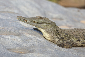 Naklejka premium Nilkrokodil / Nile Crocodile / Crocodylus Niloticus