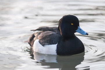 Tufted duck (Aythya fuligula) male.