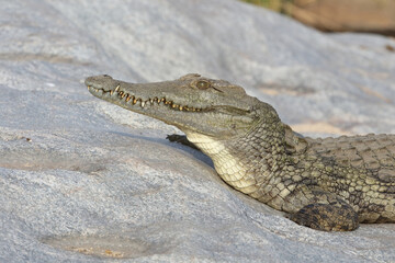Nilkrokodil / Nile Crocodile / Crocodylus Niloticus