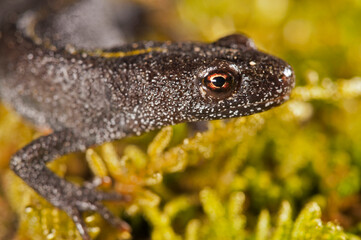 Italian crested newt (Triturus carnifex), Tuscany, Italy.