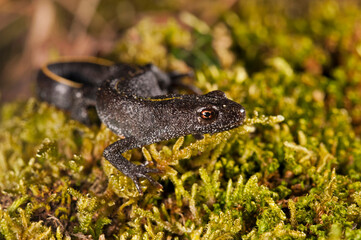 Italian crested newt (Triturus carnifex), Tuscany, Italy.