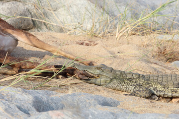 Schwarzfersenantilope und Nilkrokodil / Impala and Nile crocodile / Aepyceros melampus et Crocodylus Niloticus...