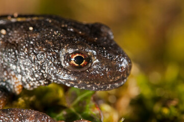 Italian crested newt (Triturus carnifex), Tuscany, Italy.