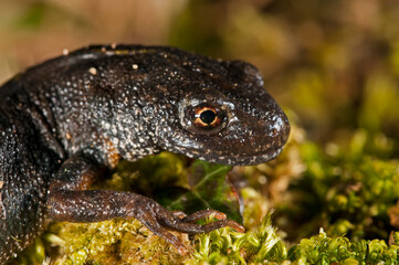 Italian crested newt (Triturus carnifex), Tuscany, Italy.