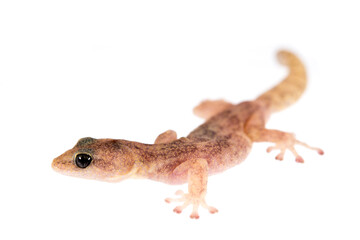European leaf-toed gecko (Euleptes europaea) with white background.