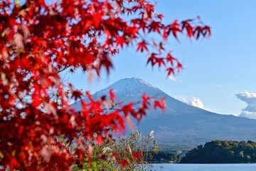 河口湖で見たモミジの紅葉と富士山のコラボ情景＠山梨