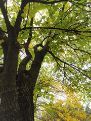 Obraz premium Tree in autumn, isolated. tree with yellow and green leaves against the sky. Autumn natural background