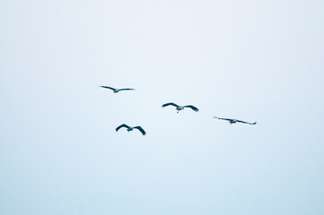 Common crane (Grus grus) migrating, Italy.