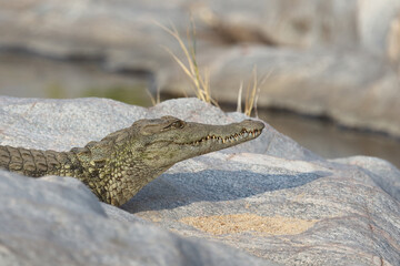 Nilkrokodil / Nile Crocodile / Crocodylus Niloticus