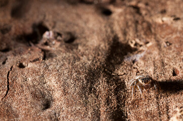 Jumping spider